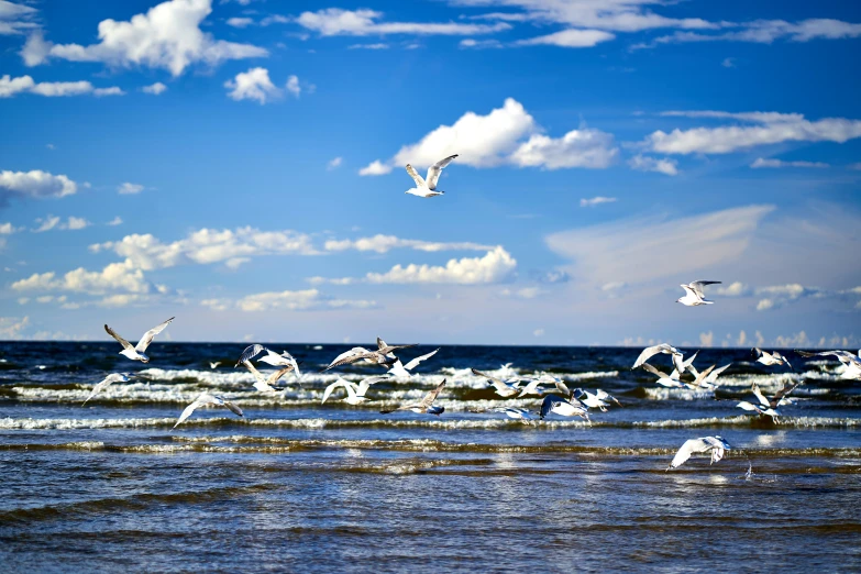 the flock is flying near the beach and wave