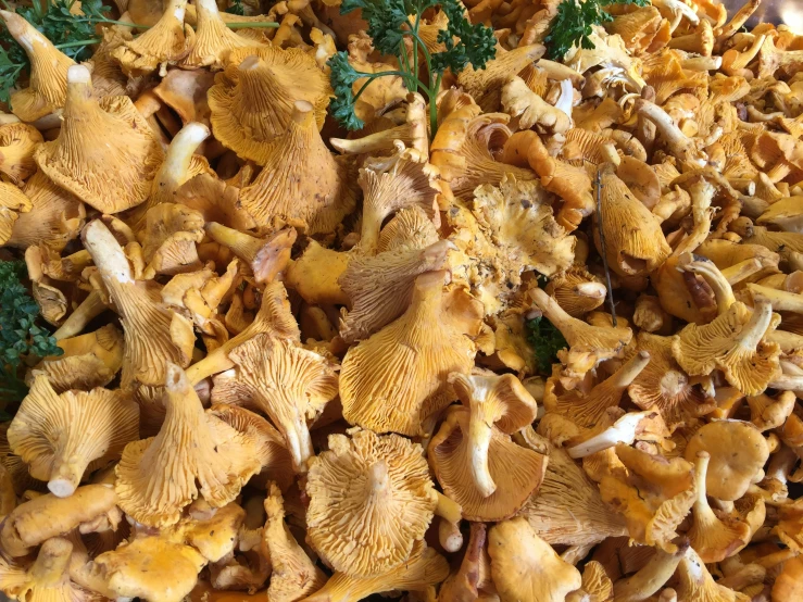 small assortment of fresh mushrooms and green sprigs