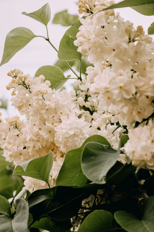 some white and brown flowers on a nch