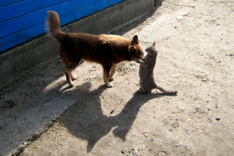 a cat and a dog near the wall