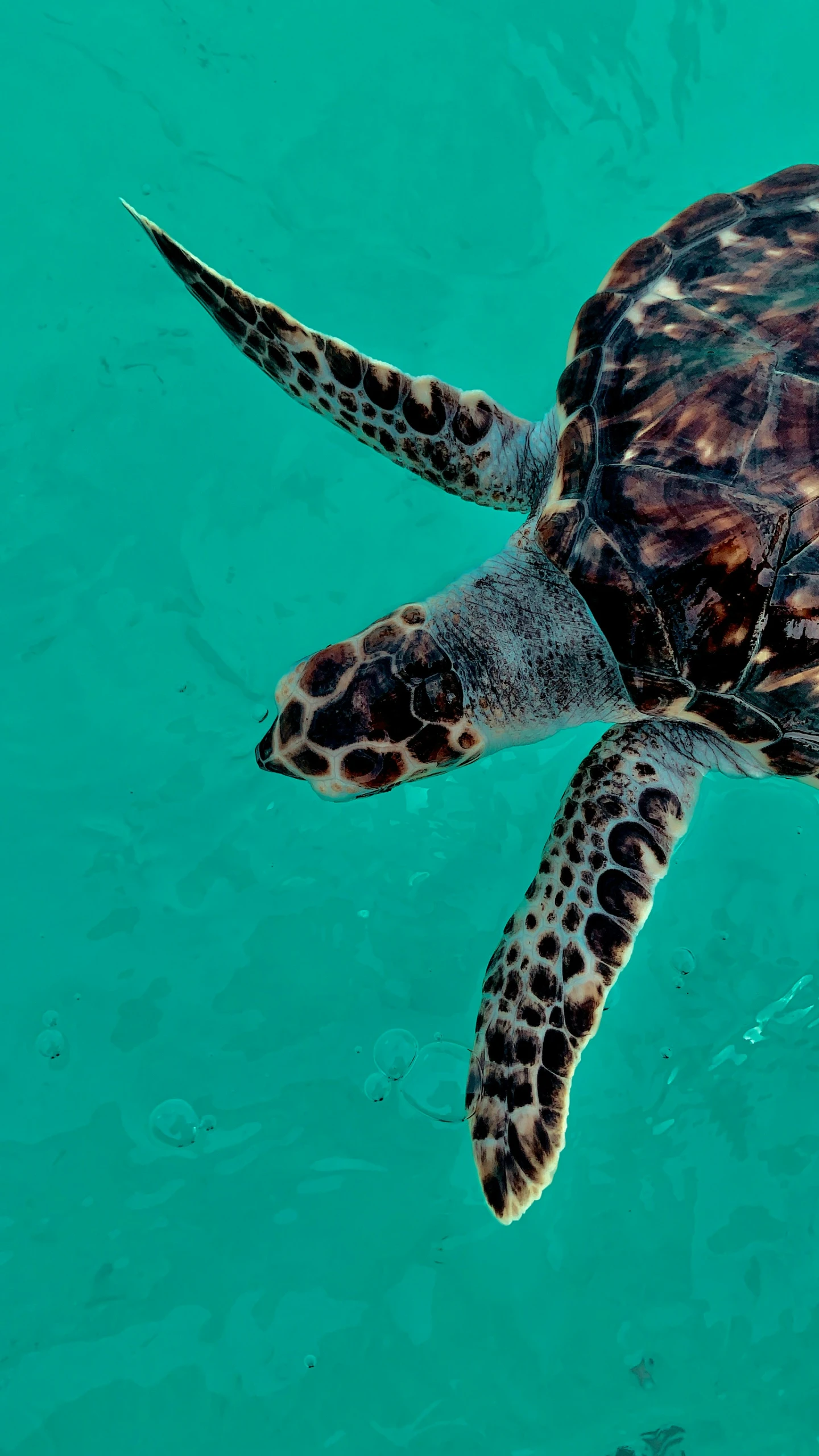 the turtle is floating in clear blue water