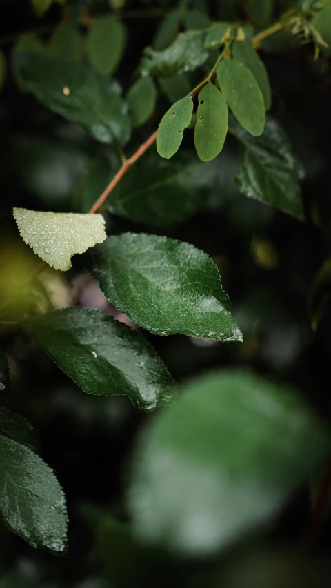 a green leaf covered in water droplets