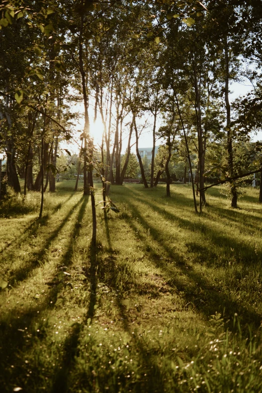 a green grassy field is casting the sun over some trees