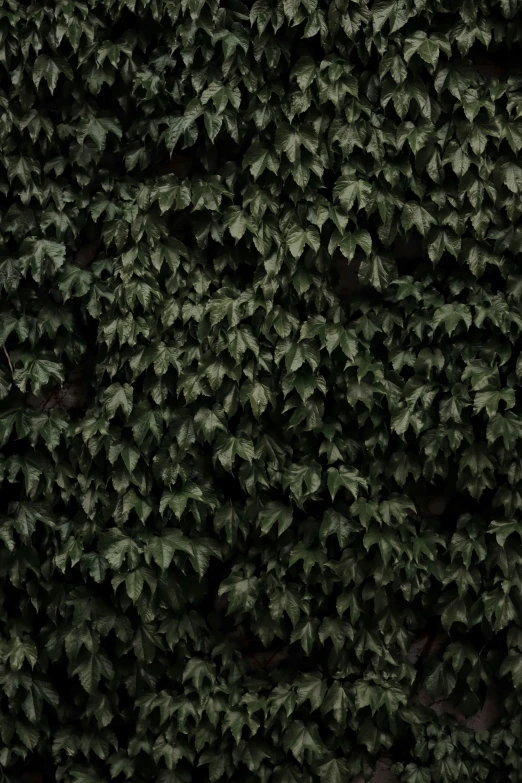 the nches of green and brown plant on the ground