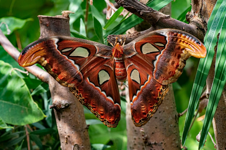 two erflies sit on the top of tree limbs