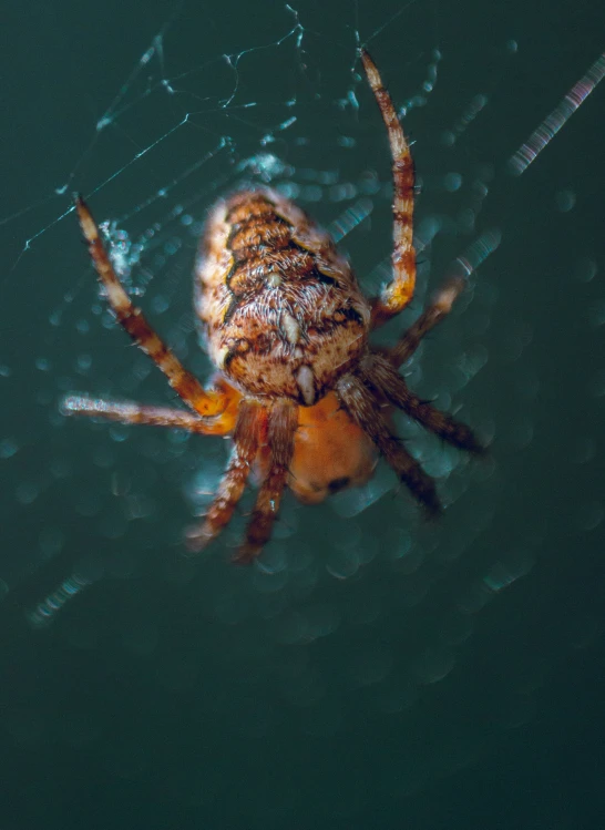 there is a spider that is walking in the water