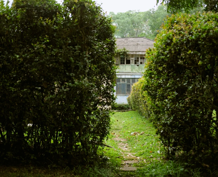 a pathway through the bushes leading to an old house