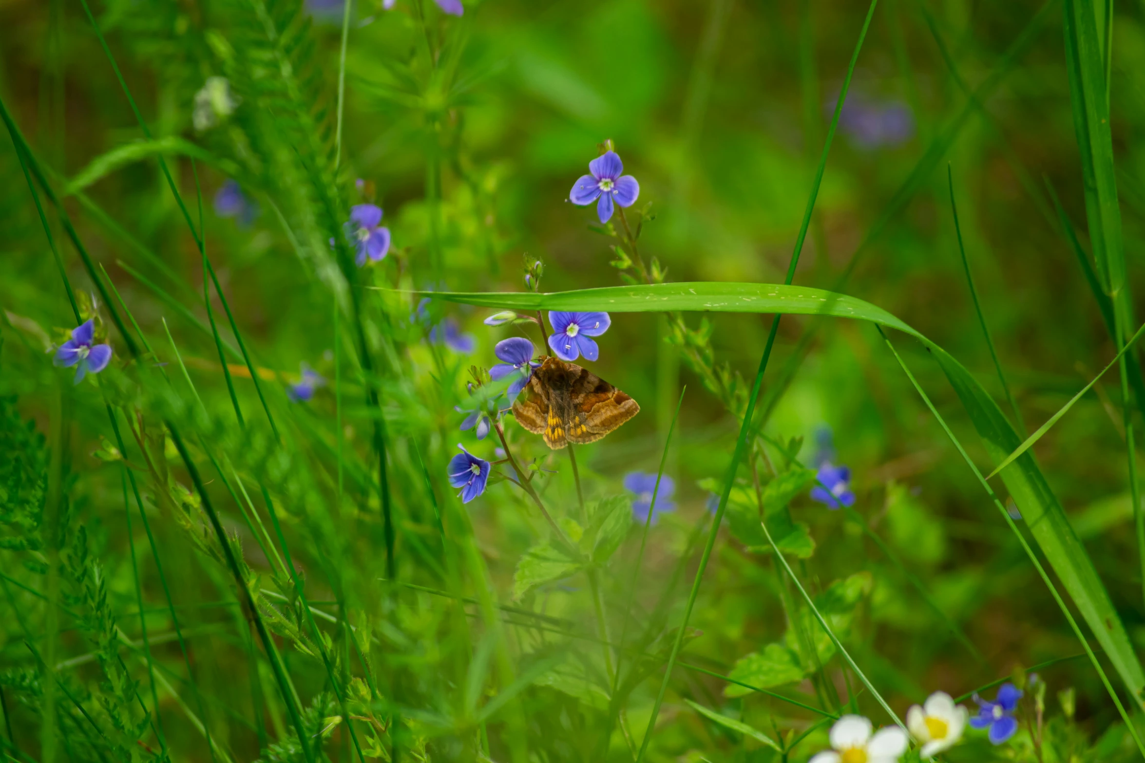 a field with many blue flowers and a bum