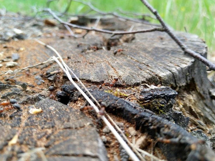 a close up of the trunk and wood surface