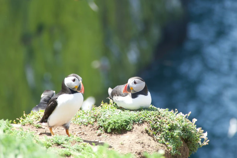 two birds that are standing in the grass