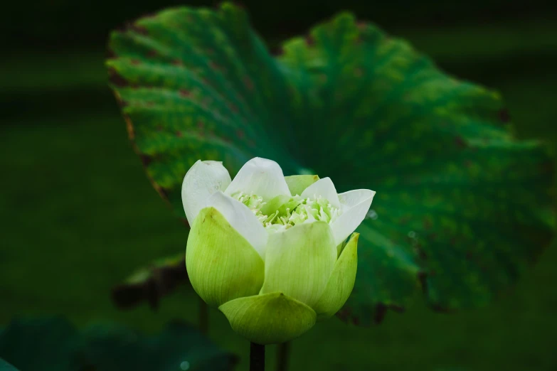 a bright green and white flower is in the foreground