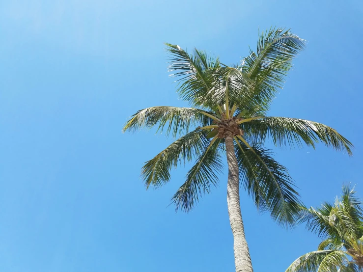 a close up s of a palm tree