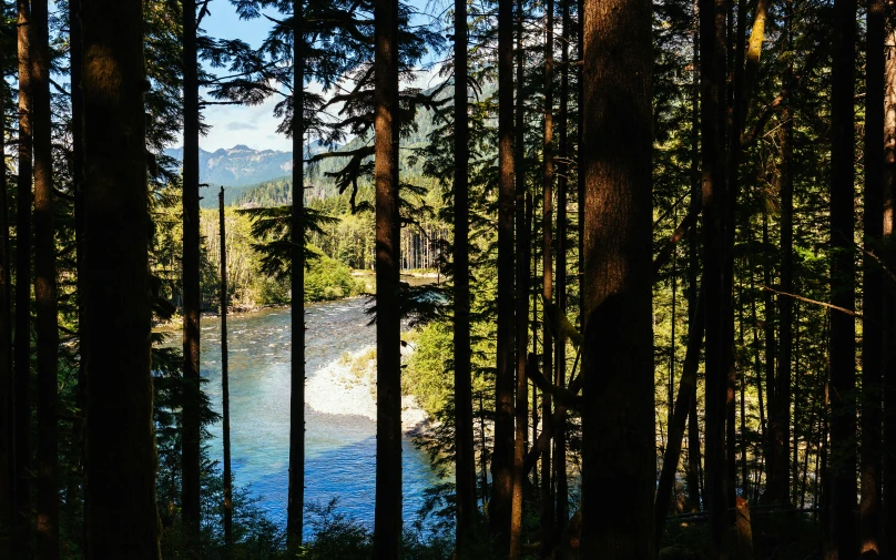 a lake surrounded by lots of trees and lots of blue water