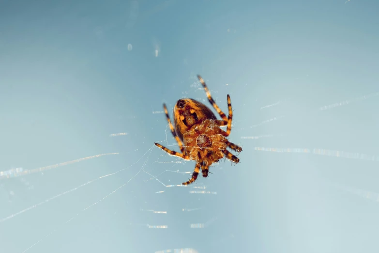 a spider sitting on top of its web