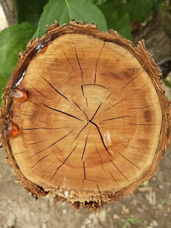 a close up of a tree stump showing little growth