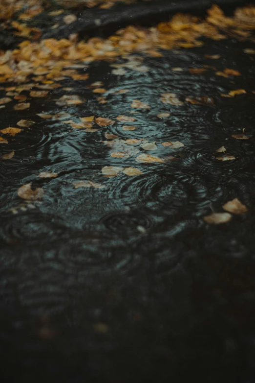 a street is covered with leaves, water and rain