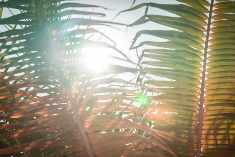 the sun shining through a fern tree nch