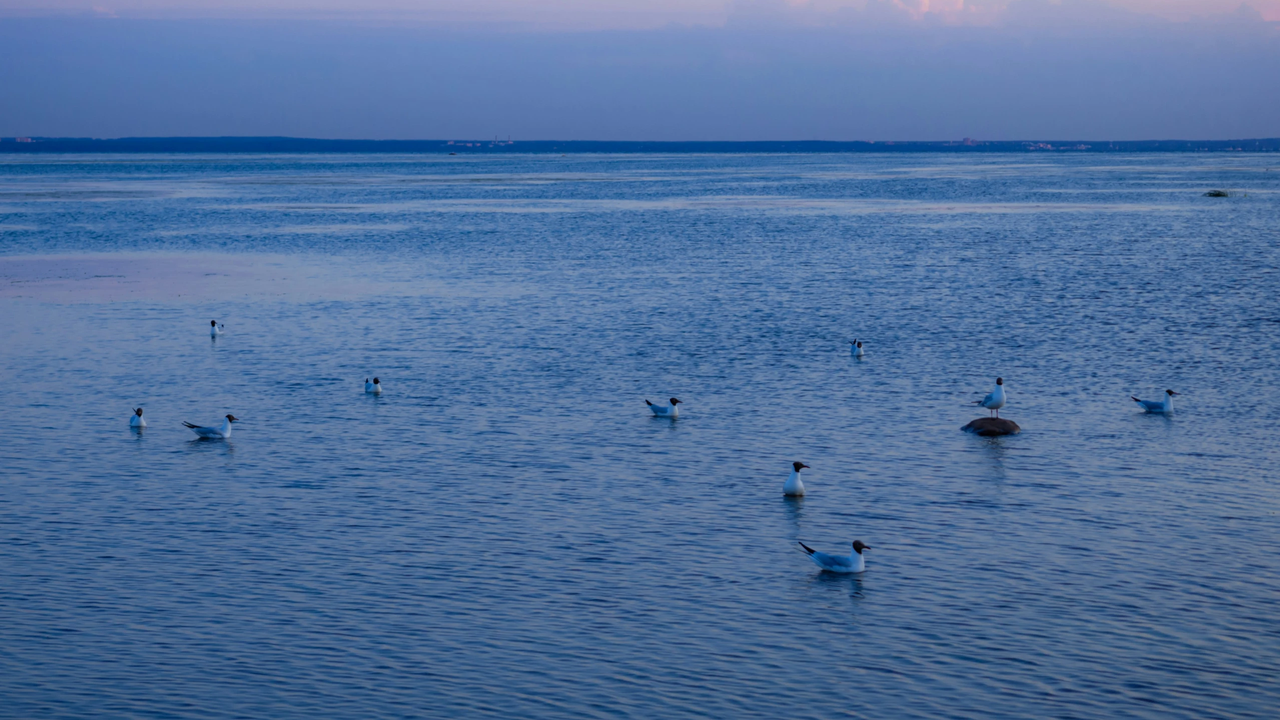 ducks and seagulls are in the water near shore