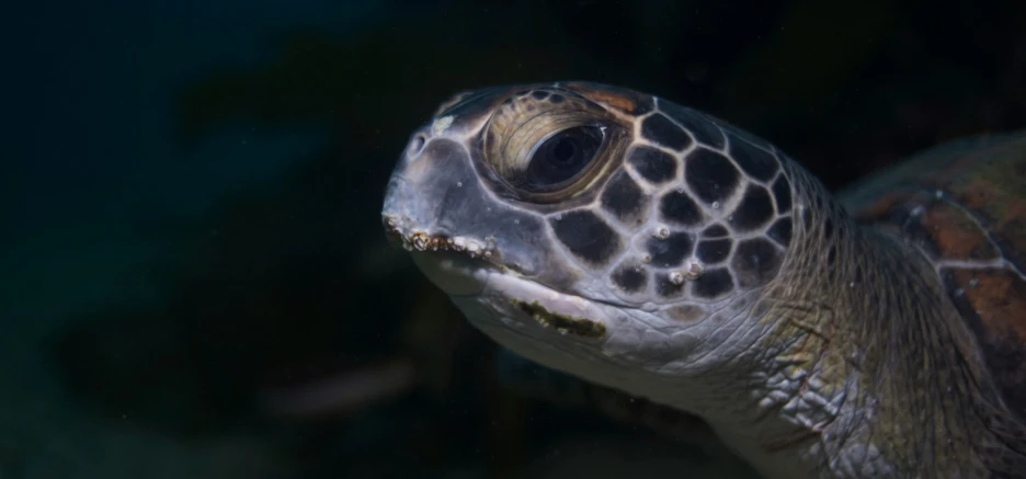 a close up s of a turtle head