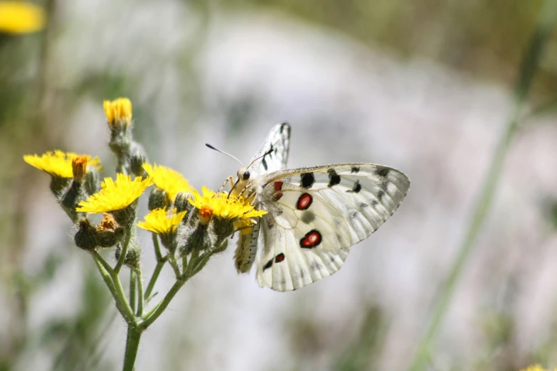 small erfly with white wings on flower stem