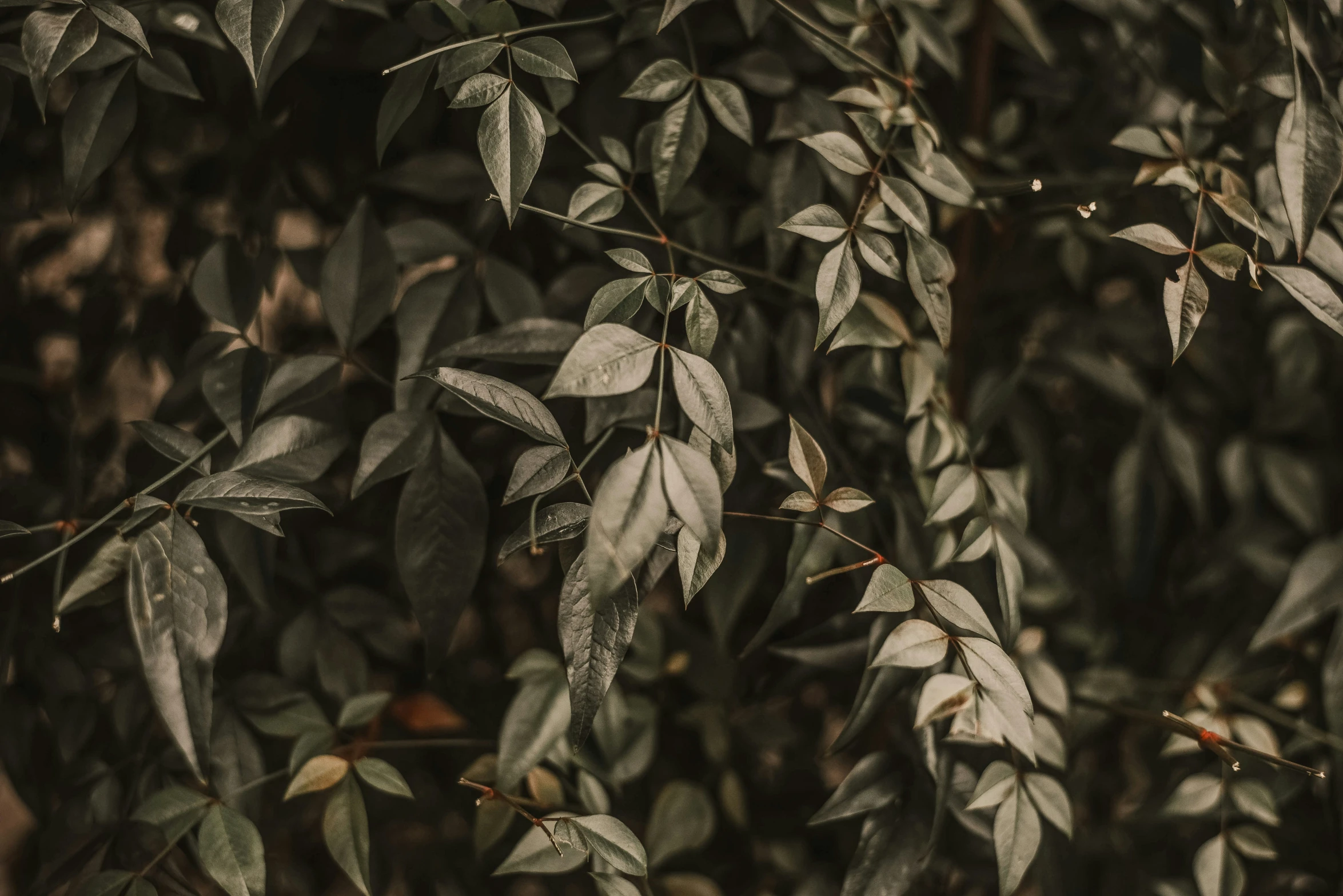 leaves on tree, with rain drops of water on them