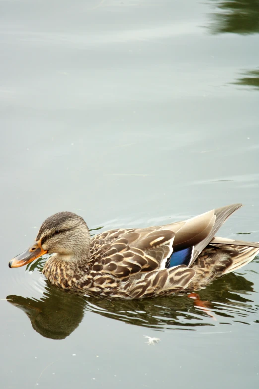 duck with large beak swimming in body of water