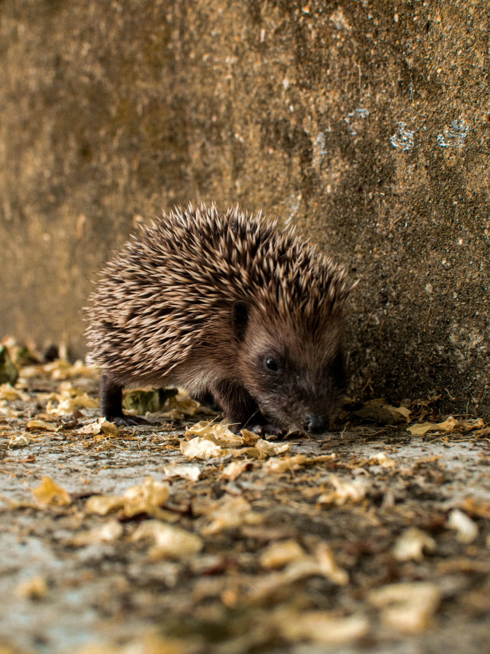 a hedgehog walking on a pile of leaves next to a wall