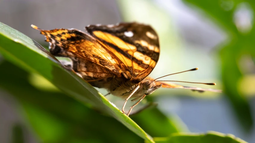 a close up of a erfly on some leaves