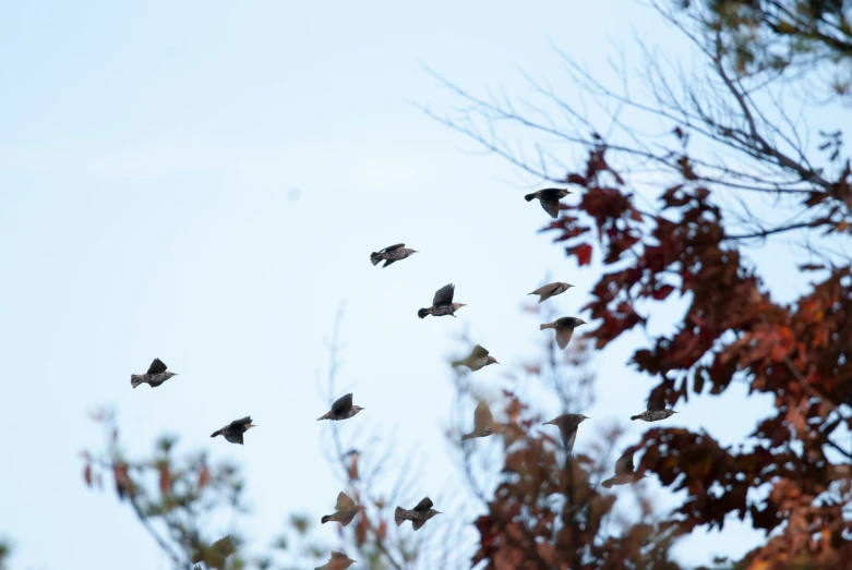 a flock of birds flying in the air near some trees