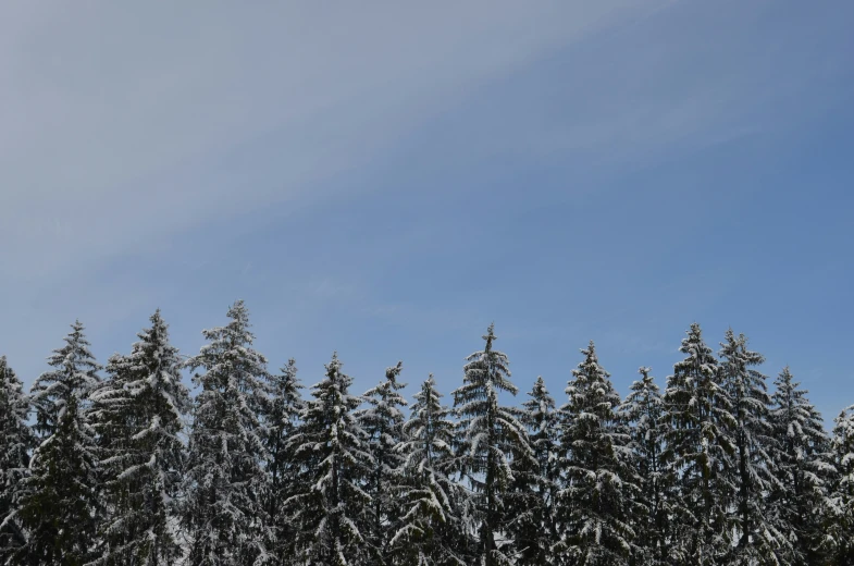 trees covered with snow against a blue sky