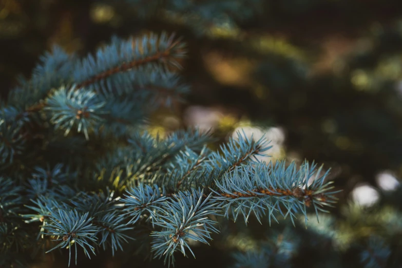 some very pretty pine nches near the tree