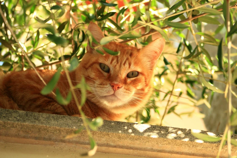 a cat sitting under the leaves of a tree