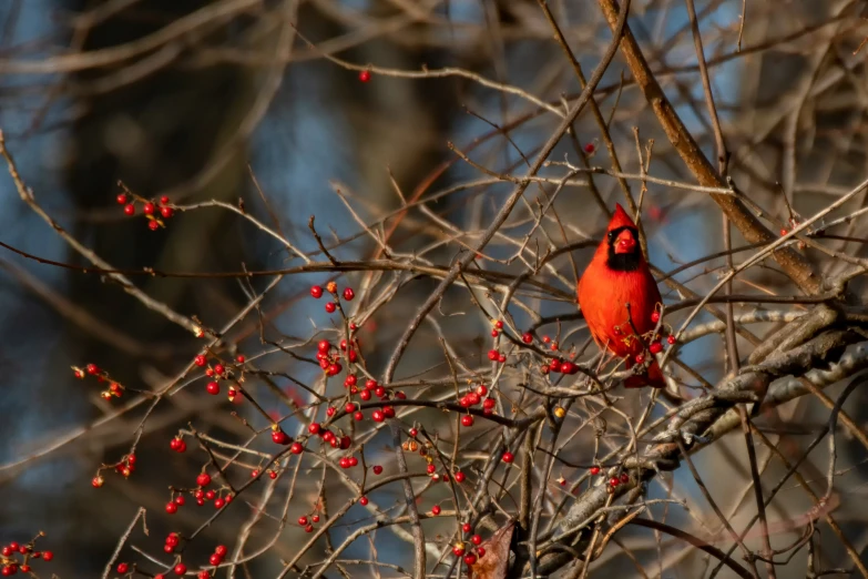 a cardinal perches on the nches of a tree with berries