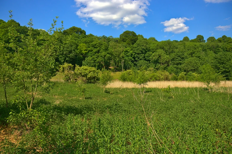 this is a view from the ground of a wooded area