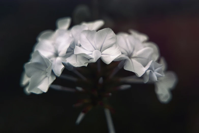 some white flowers are in a dark room