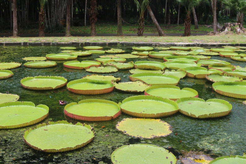 many pieces of green water in a pond surrounded by trees