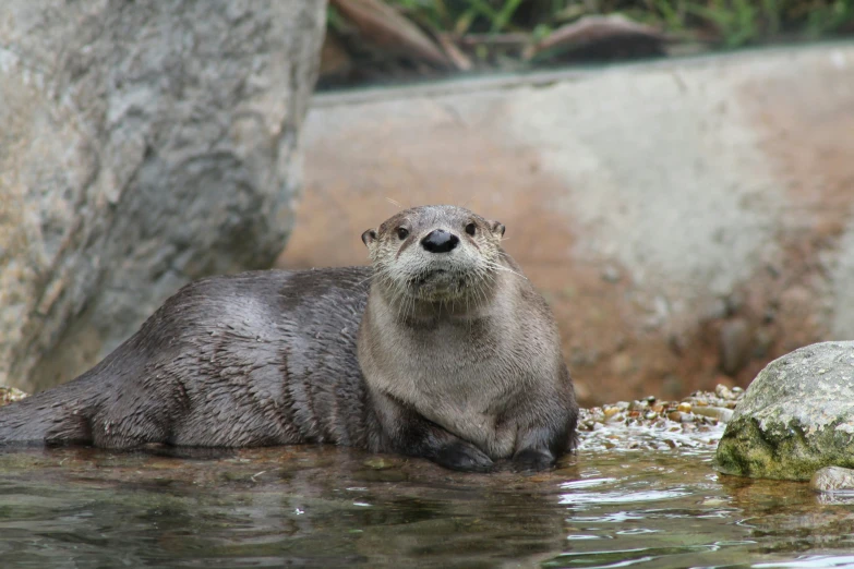 a seal standing in the water in its enclosure