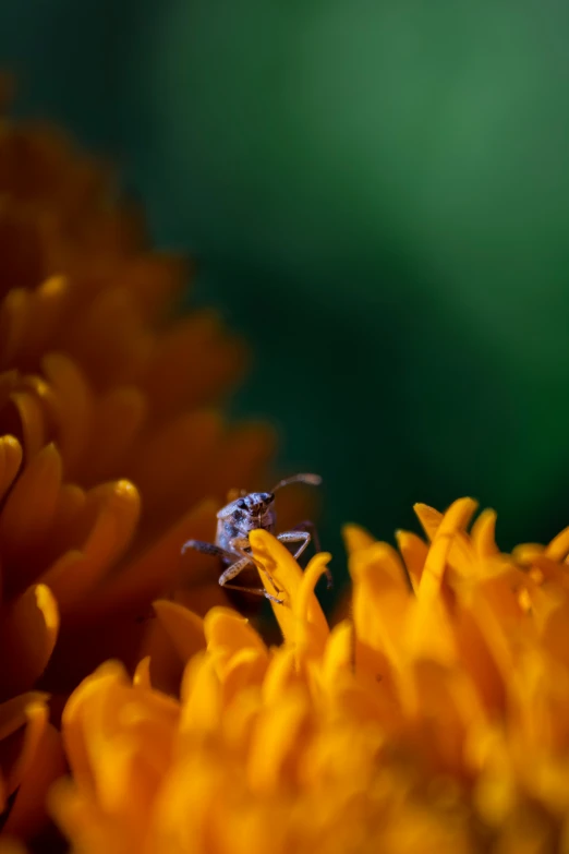 a bug on top of a yellow flower