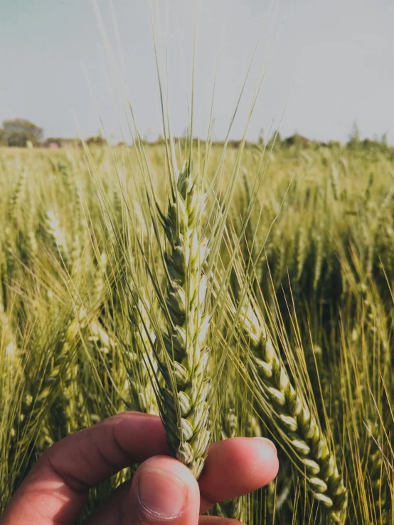 a hand holding up some green wheat in a field