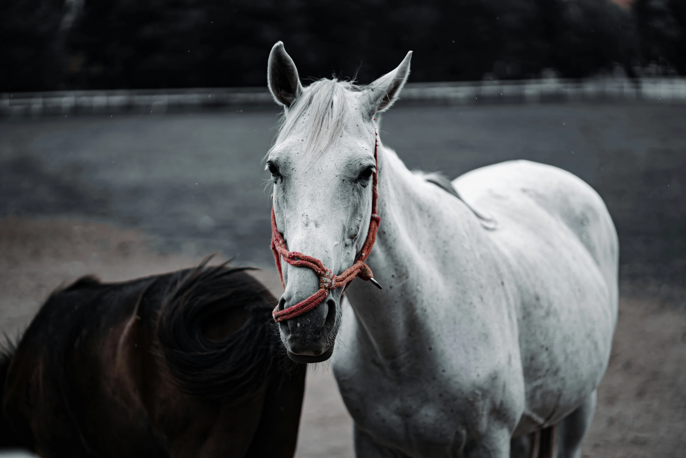 two horses that are standing in a field