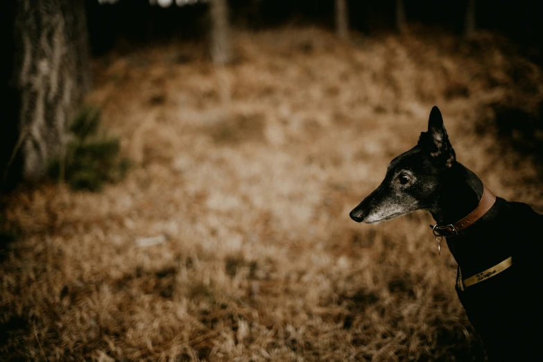 a dog in front of a forest looking at the ground
