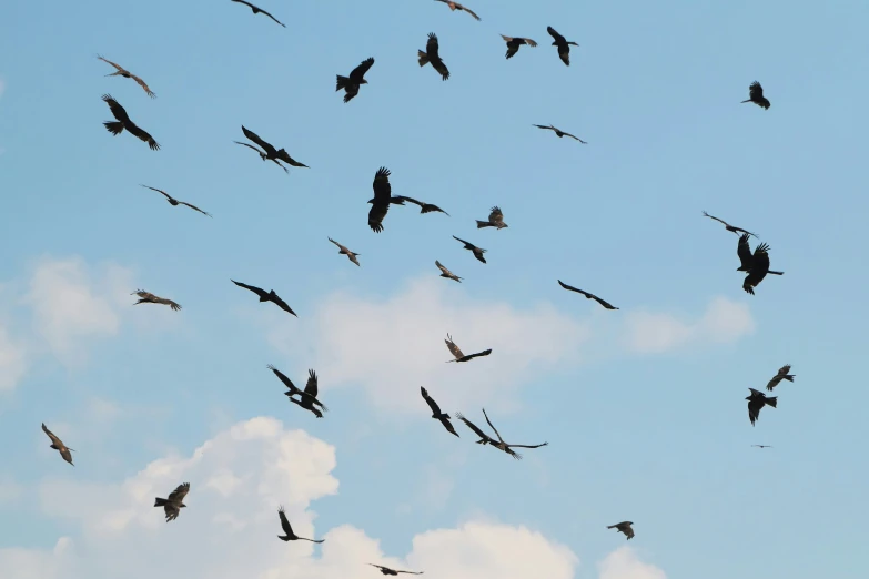 birds are flying in the sky and there are clouds