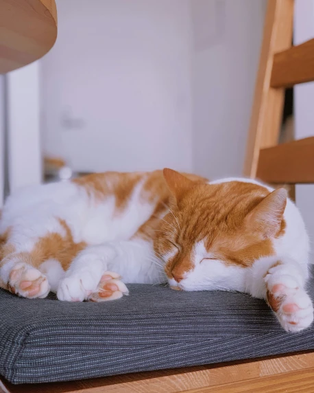 an orange and white cat is lying on a chair