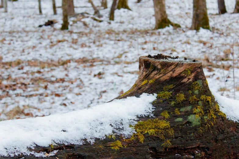 an old tree stump that is covered with snow