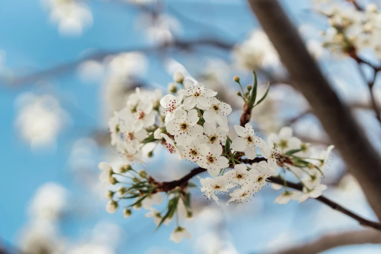 some white flowers and green stems on a tree