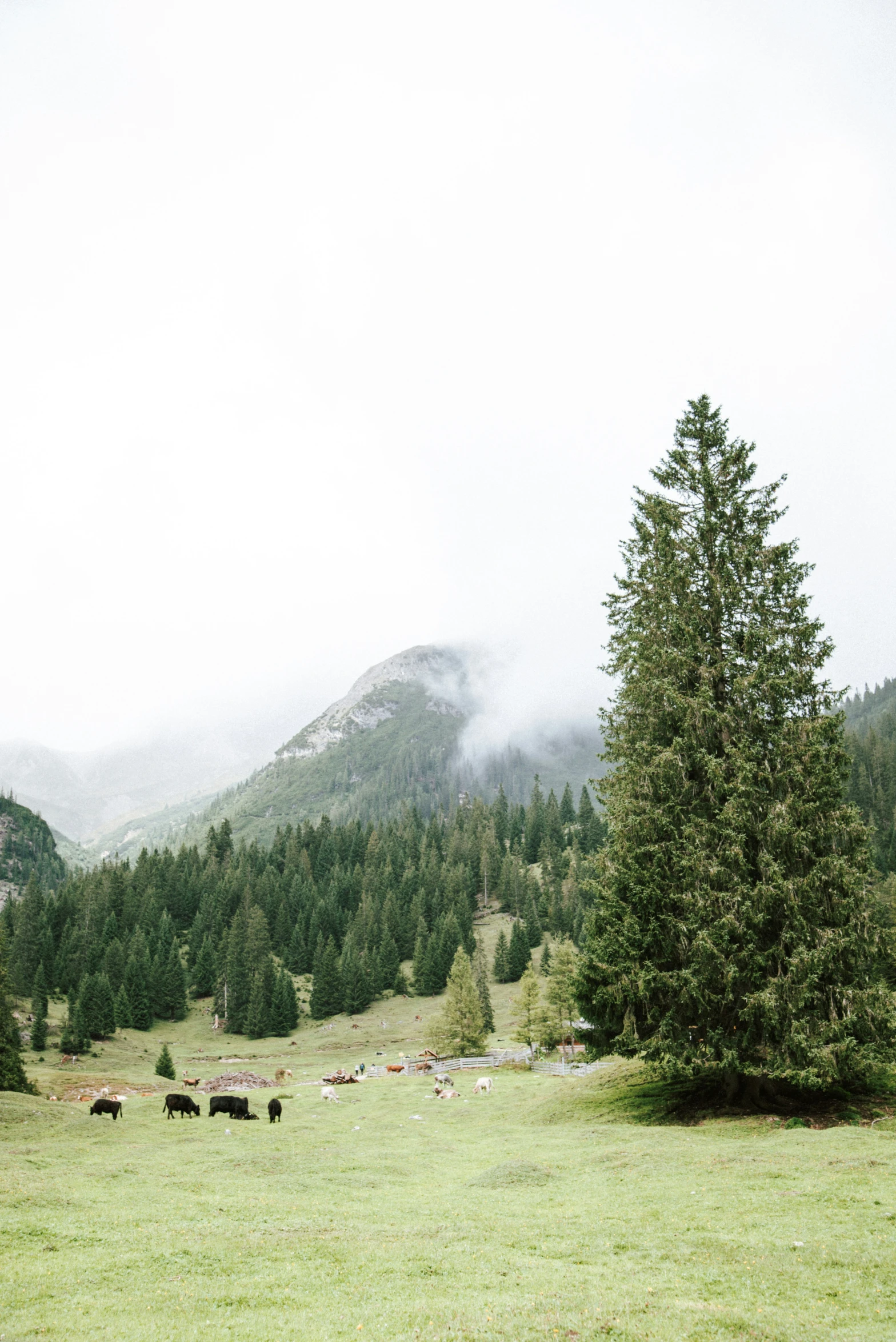 cows grazing in a pasture with mountains behind them