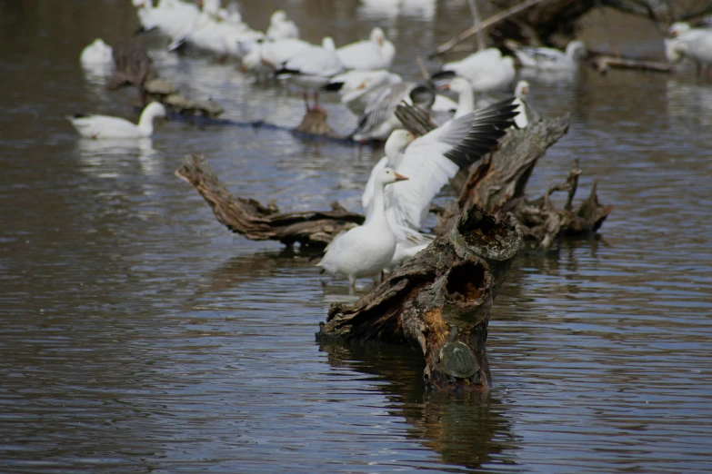 a group of seagulls and other birds stand in water and perch on tree trunks