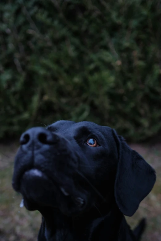 a black dog staring up into the sky