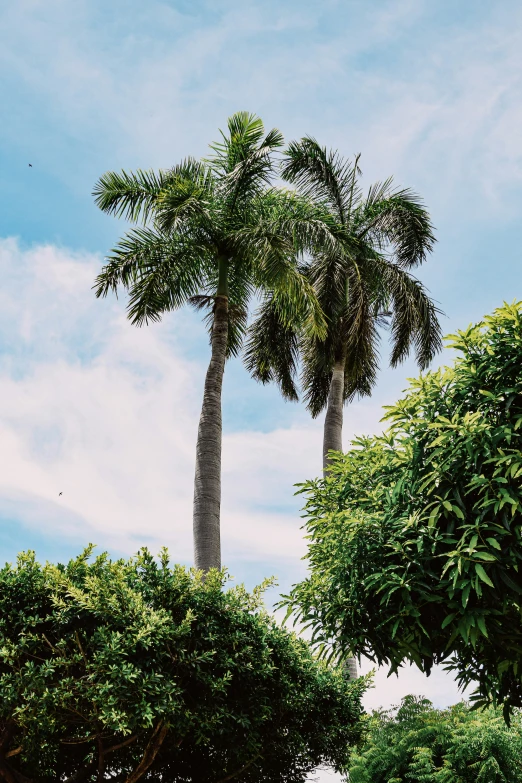 a lone, tall palm tree stands between two large trees