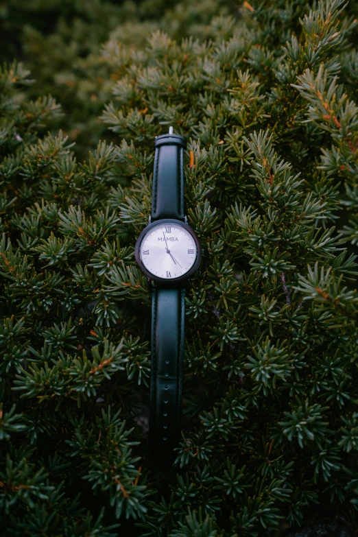 a watch sitting in a thicket of trees